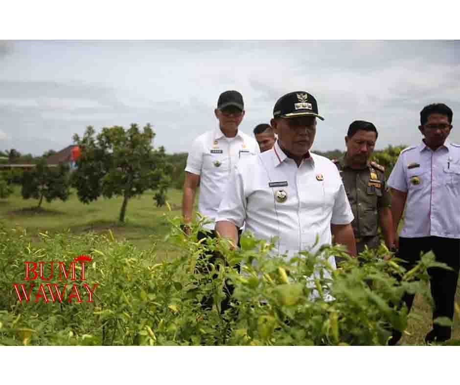 BUPATI LAMPUNG SELATAN NANANG ERMANTO TINJAU PROGRES PROGRAM PETANI MILENIAL