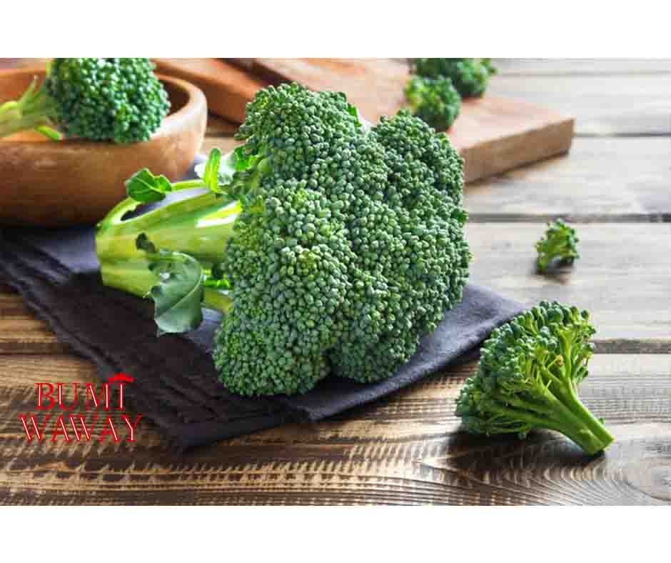 MANFAAT BROKOLI BAGI KESEHATAN JANTUNG HINGGA CEGAH PENYAKIT KANKER