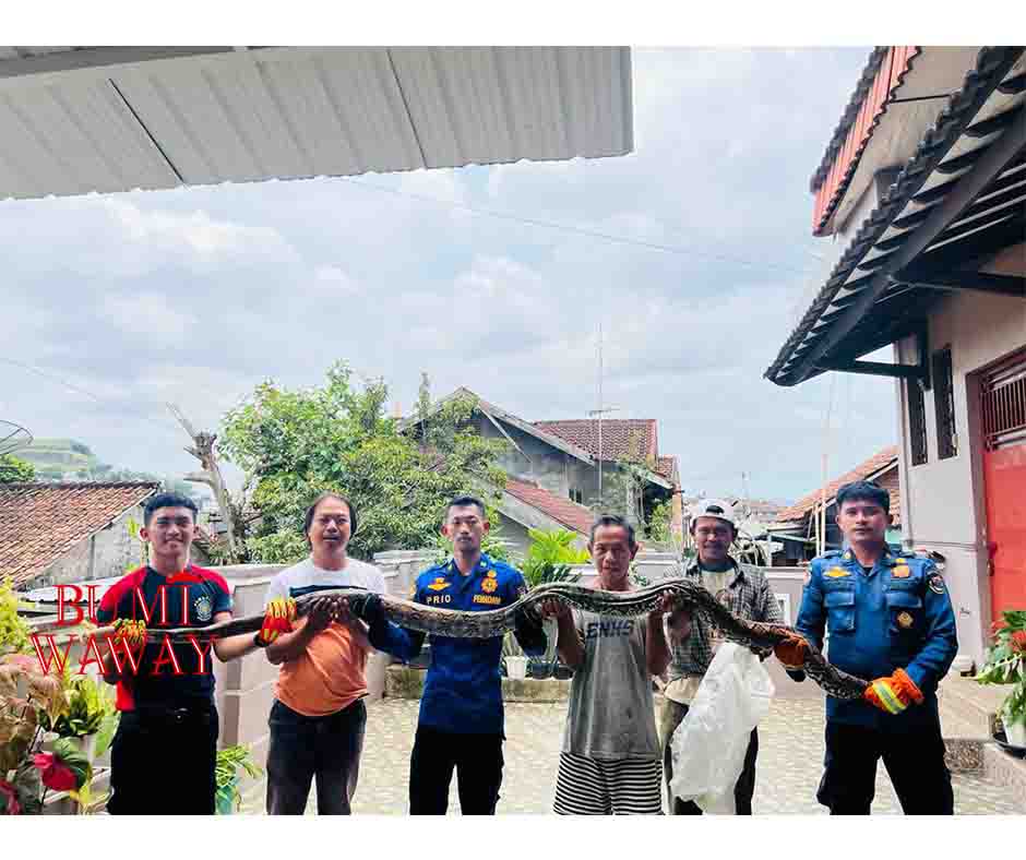 DAMKARTAN BANDARLAMPUNG EVAKUASI ULAR SANCA SEPANJANG EMPAT METER