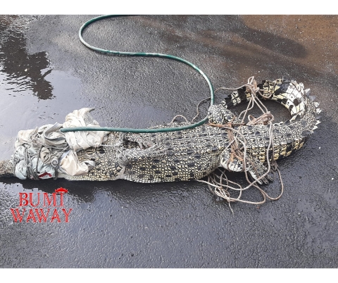 DAMKARTAN KOTA BANDARLAMPUNG EVAKUASI BUAYA BETINA SEPANJANG 2 METER